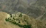 احداث جاده به قیمت نابودی ۴ هزار گونه بلوط در اصفهان
