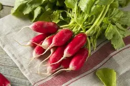 فوت و فن کاشت تربچه در گلدان | تربچه را در کدام فصل می توان کاشت؟