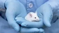 کشف  موش مرده در  غذای کودک | عجیب و باورنکردنی + ویدئو
