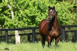 کوچ بهاری در گیلان | اسب‌ها راهی ارتفاعات دیلمان شدند +ویدئو