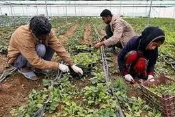 کسب و کارهای روستایی جان گرفت