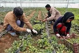 کسب و کارهای روستایی جان گرفت