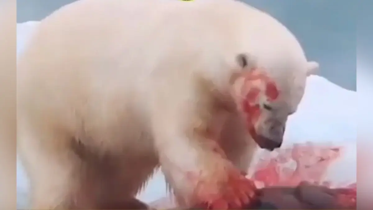 شکار به سبک خرس قطبی+ویدئو(۱۸+)