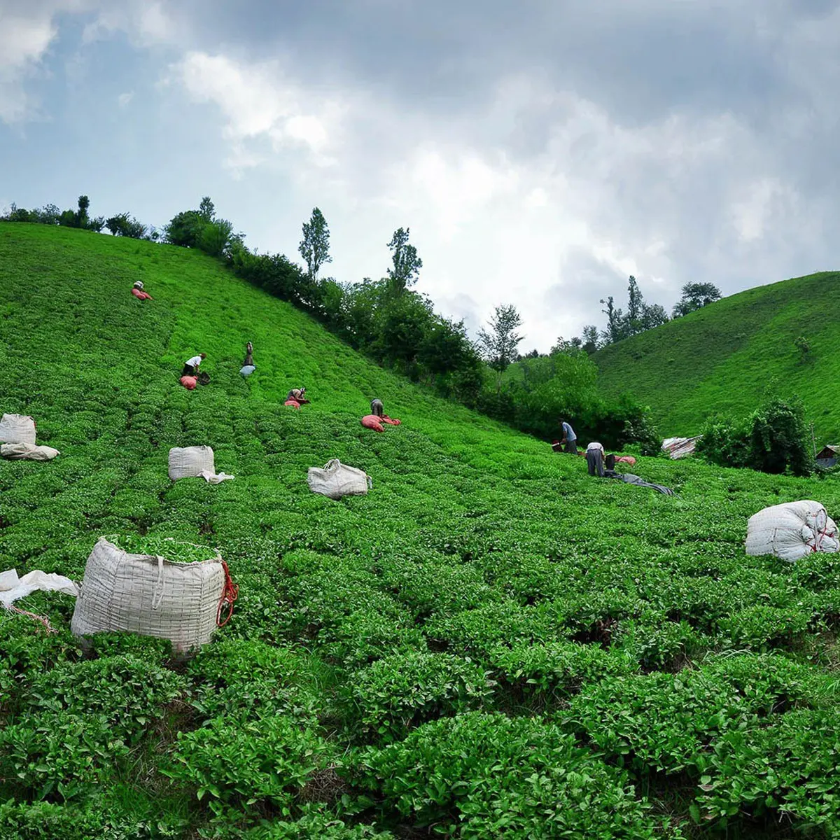 صادرات چای ایرانی ۷۷ درصد افزایش یافته است 