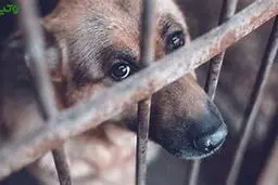 اعتراف حیوان‌آزار سمنانی | پشیمانی پس از کشیدن لاشۀ سگ با نیسان در خیابان‌ها! +ویدئو