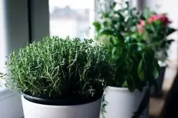  مصرف آویشن برای برخی افراد ممنوع است
