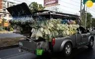  الگوبرداری تایلند از وانت‌ بارهای میوه فروش ایرانی 