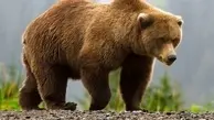 خرس قهوه‌ای با توله هایش شریک عصرانه کوهنوردان تبریزی شدند +ویدئو