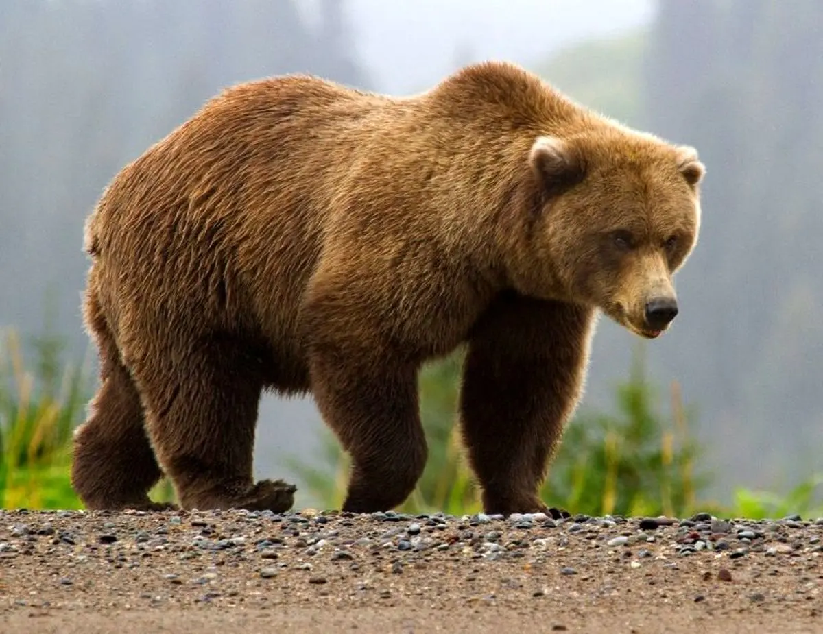 خرس قهوه‌ای با توله هایش شریک عصرانه کوهنوردان تبریزی شدند +ویدئو