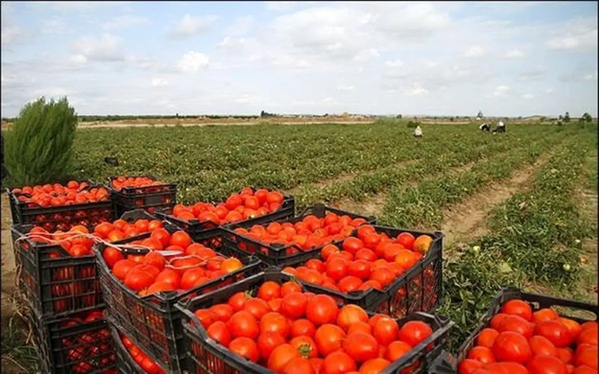 علت افزایش قیمت گوجه فرنگی چیست ؟