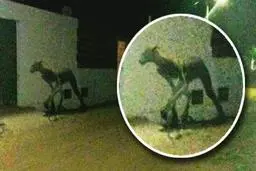 مردی که نصف انسان و نصف سگ است + عکس