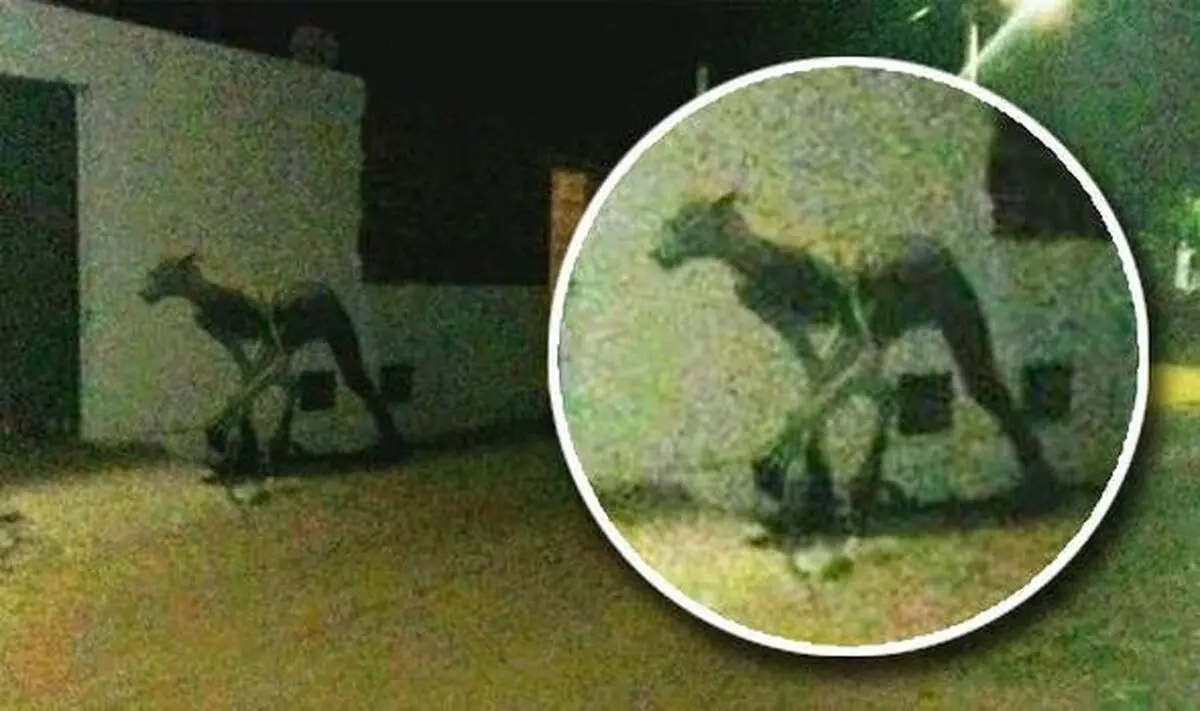 مردی که نصف انسان و نصف سگ است + عکس