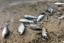 
شیلات بوشهر  |   نشت مواد نفتی به دریا علت تلف شدن ماهیان در ساحل عسلویه 
