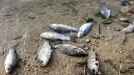 
شیلات بوشهر  |   نشت مواد نفتی به دریا علت تلف شدن ماهیان در ساحل عسلویه 