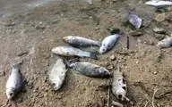 
شیلات بوشهر  |   نشت مواد نفتی به دریا علت تلف شدن ماهیان در ساحل عسلویه 