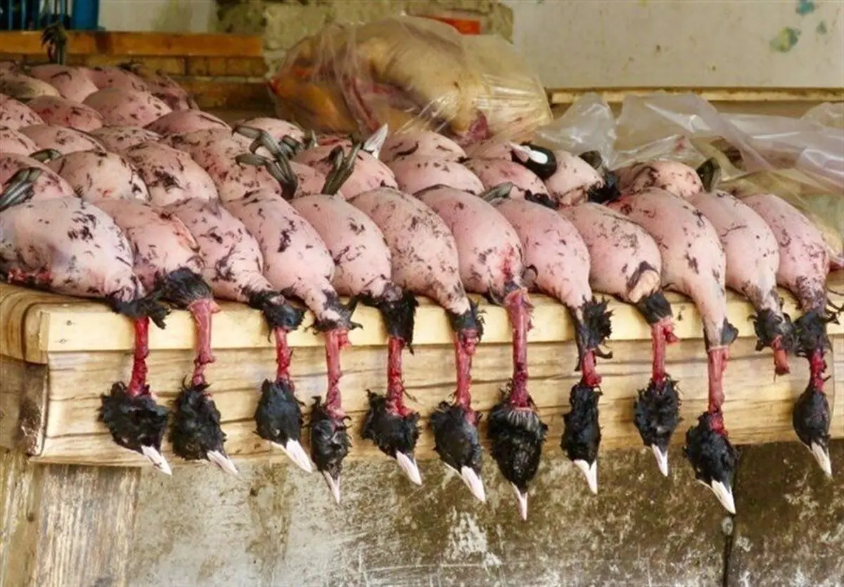 قتل‌عام پرندگان مهاجر در ایران؛ پرنده مهاجر پرسی چند؟ | گوشت پرندگان مهاجر در منوی شفاهی رستوران‌ها
