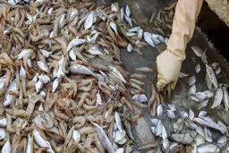  صید غیرقانونی و خارج از فصل صید +تصاویر