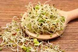 تنبلای خونه دیگه جوانه گندم نخرید! | راحت ترین روش پرورش انواع جوانه +ویدئو