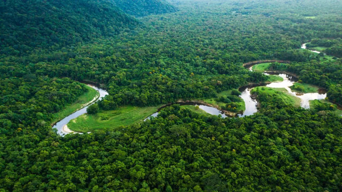 جنگل‌های باران‌خیز استوایی موجب از بین رفتن دایناسورها شده است 
