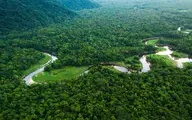 جنگل‌های باران‌خیز استوایی موجب از بین رفتن دایناسورها شده است 
