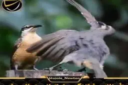 تلاش عجیب و خنده‌دار مرغ تفنگچی نر برای جلب توجه پرنده‌ی ماده+ویدئو