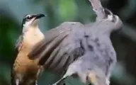 تلاش عجیب و خنده‌دار مرغ تفنگچی نر برای جلب توجه پرنده‌ی ماده+ویدئو