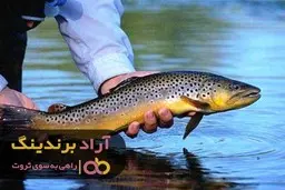 چرا ماهی می تواند ما را پولدار و ثروتمند کند