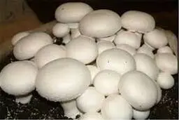 ۶ خاصیت شگفت‌انگیزِ قارچ برای سلامتی