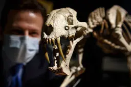 فروش یک اسکلت تاریخی در حراجی و انتقادها به آن 