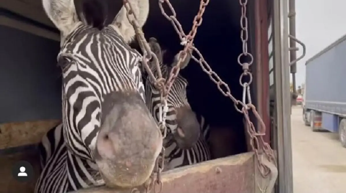یکی از علل مرگ گورخر آفریقایی در باغ وحش صفادشت مشخص شد
