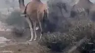 لحظات عجیب گیر افتادن شترها در طوفان کویرهای عربستان+ویدئو 