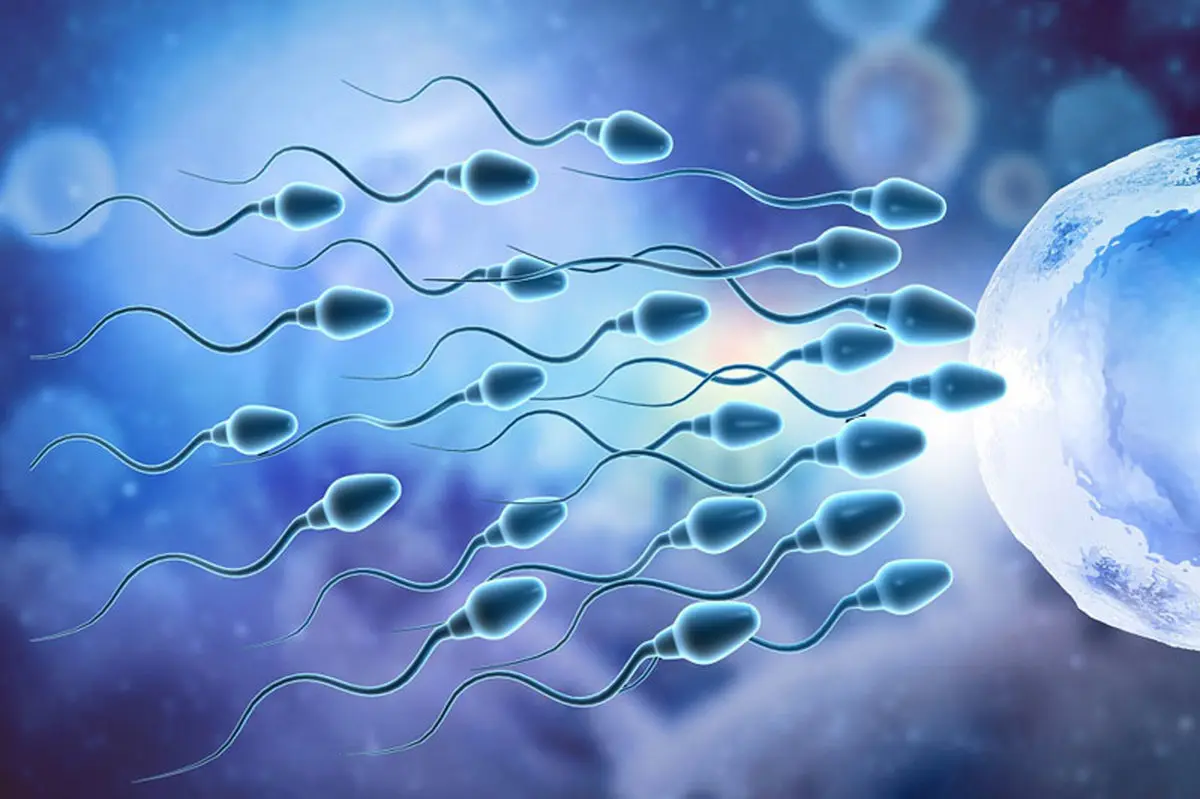 طول عمر اسپرم مردان در واژن چند روز است ؟