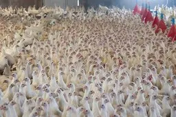 قیمت جدید مرغ اعلام شد | قیمت مصوب مرغ ۶۳ هزار تومان اعلام شد