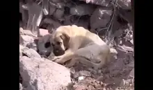 نجات توله سگ های گرفتار در جوی آب | فداکاری پارکبان و آتش نشانان ستودنی است +ویدئو