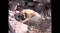 نجات توله سگ های گرفتار در جوی آب | فداکاری پارکبان و آتش نشانان ستودنی است +ویدئو