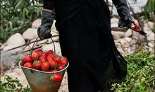 صادرات گوجه‌فرنگی ایران ممنوع شد؟