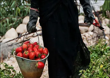 صادرات گوجه‌فرنگی ایران ممنوع شد؟