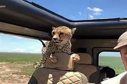 ترسناک‌ترین سلفی جهان | سلفی ترسناک با یوزپلنگ!+ویدئو