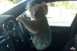 
 تصادف | نجات کوالای بازیگوش چندراننده گرفتارکرد
