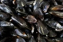 صدف‌ها چگونه آب آلوده را تصفیه و تمیز می‌کنند؟+ویدئو 