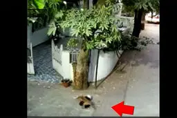 فیلم وحشتناک از حمله سگ ولگرد به کودک 4 ساله | کودک ۴ ساله در مقابل خانه در حال بازی بود!+ جزییات