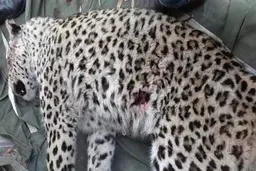 تشکیل کارگروه برای بررسی علت تلف‌شدن پلنگ سرگردان