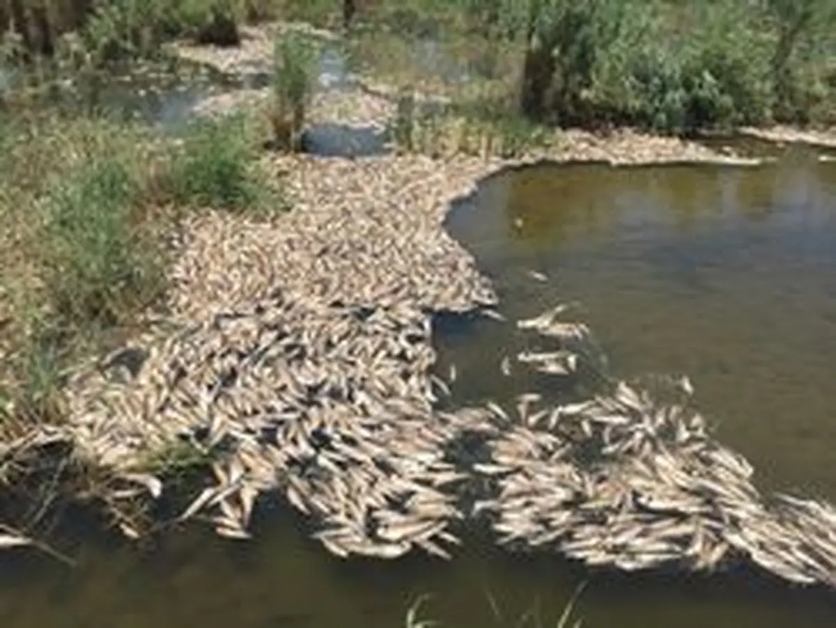  اتلاف ماهیان در هورالعظیم مربوط به بخش عراقی تالاب است 