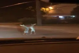 دعوای دو خرگوش در آمریکا + ویدئو