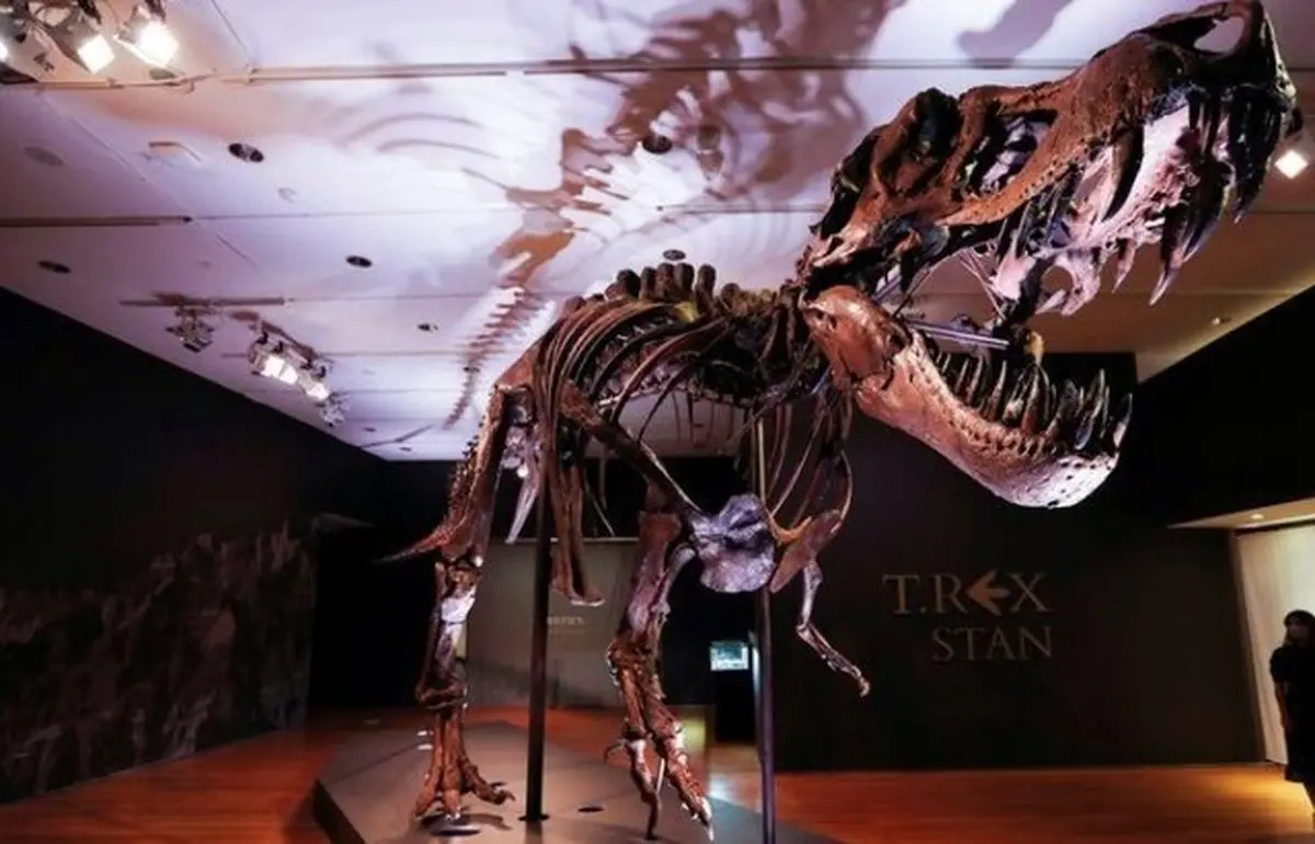 حراج اسکلت‌ یکی از بزرگ‌ترین دایناسورهای «تی‌رکس»