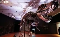 حراج اسکلت‌ یکی از بزرگ‌ترین دایناسورهای «تی‌رکس»
