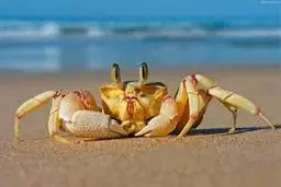 خرچنگی که برف پاک کن دارد!+ویدئو