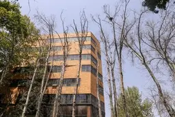 واکنش شهرداری به خشکاندن درختان ولیعصر | بدون پرداخت جریمه مجوز ساختمان صادر نمی‌شود