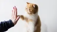 ویدئویی جالب از دست دادن گربه ها به صاحبشان | گربه‌ها با پنجه‌هایشان عشق خود را نشان می‌دهند +ویدئو