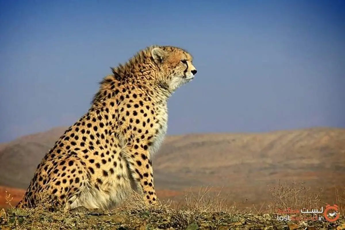 شکار دوربینی یوزپلنگ ایرانی در پارک ملی توران+ ویدیو